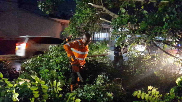 Pohon Tumbang di Purwaharja Kota Banjar, Arus Lalu Lintas Sempat Tersendat