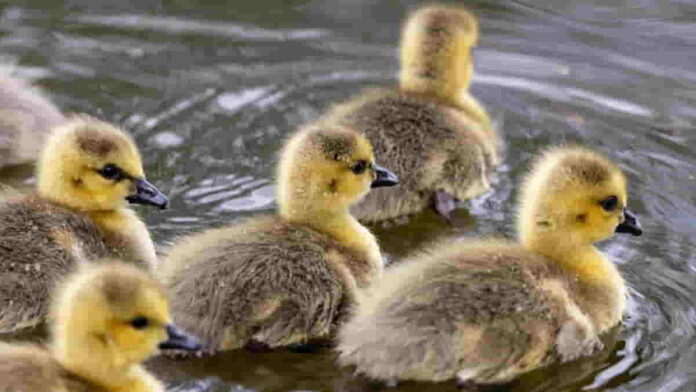 Ternak Bebek Pedaging Tanpa Ribet, Intip Panduannya