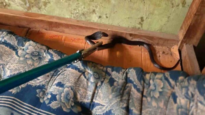 Ular Kobra Bersarang