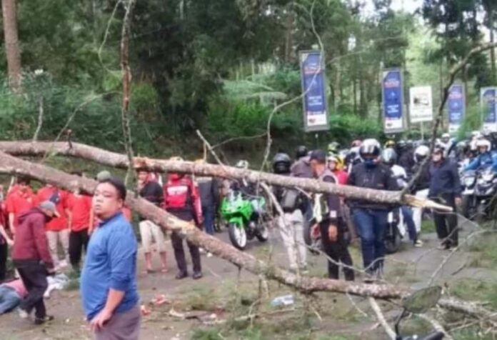 pohon tumbang