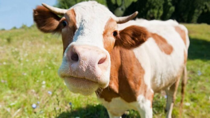 hewan sapi