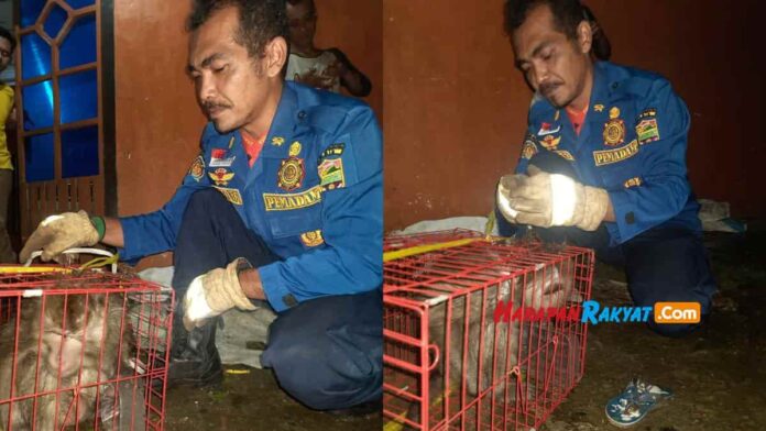 tangkap monyet