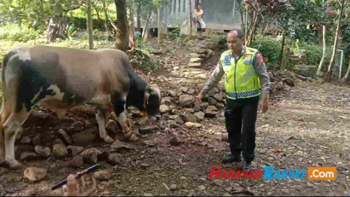 4 Ekor Sapi Milik Warga Bogor Diembat Maling, 1 Ekor Ditinggal di Kebun