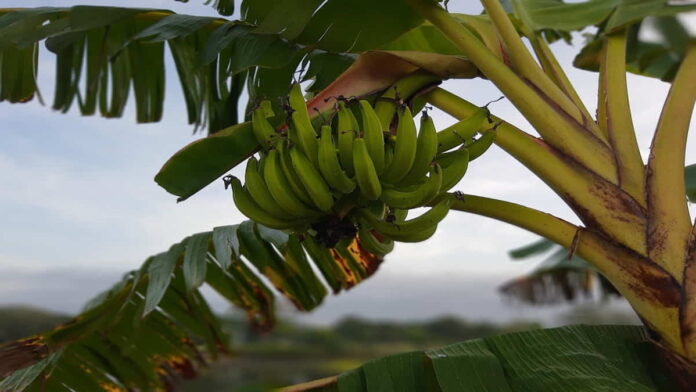 Arti Mimpi Menebang Pohon Pisang