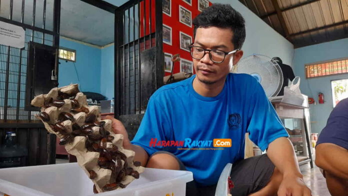 Budidaya Kecoa Madagaskan di Lapas Banjar