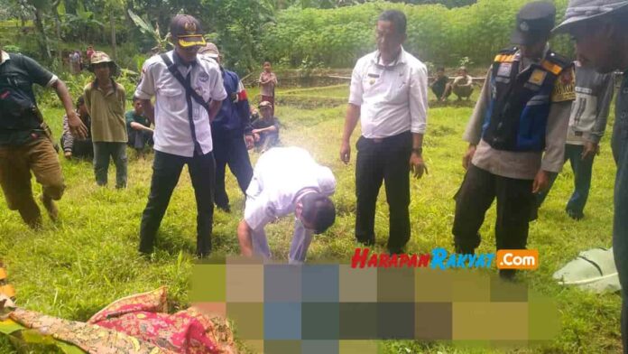 Cari rumput