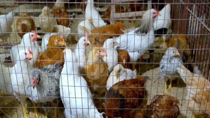 DKPP Jawa Barat Antisipasi Munculnya Varian Baru Flu Burung