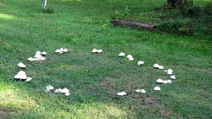 Fakta Fairy Ring, Lingkaran Jamur Gerbang Dunia Peri