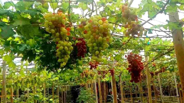 Wisata Anggur impor