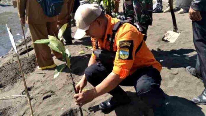 Pohon mangrove