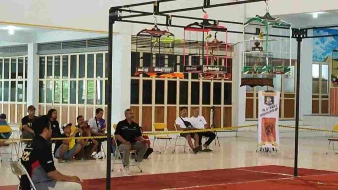 Burung Kenari Harga