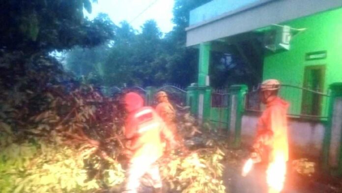 Pohon tumbang jalan raya