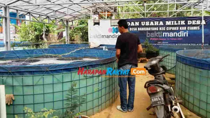 Ikan Nila Konsumsi