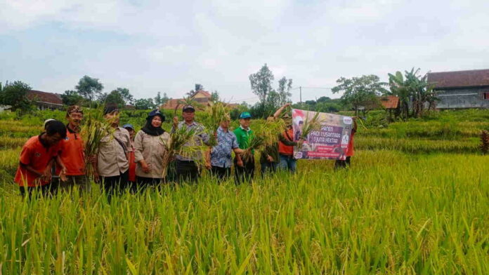 Ikuti Panen Padi Nusantara Secara Serentak, Distan Ciamis Optimis Berkontribusi Terhadap Swasembada Pangan Nasional