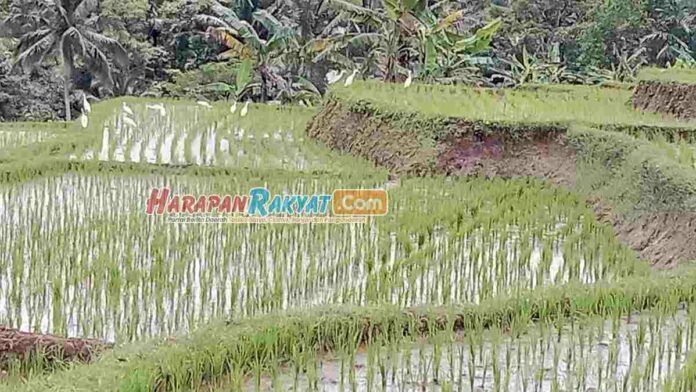 Kawanan Burung Kuntul Kembali Datang, Petani di Cipaku Ciamis Sumringah