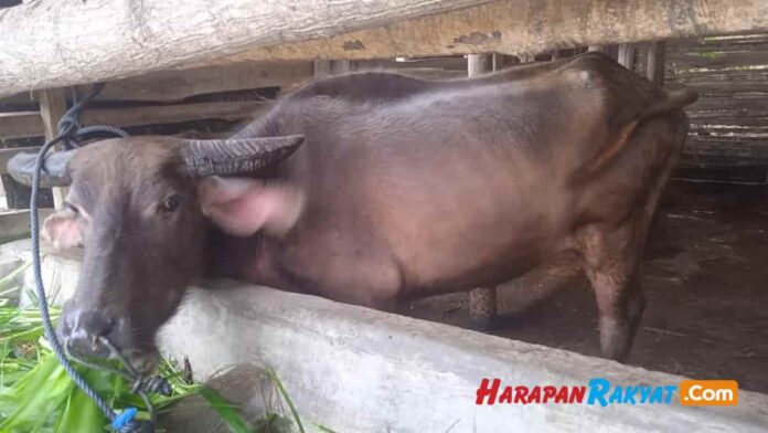 Kebelet Beli RX King, Pemuda Tanggung Asal Garut Nekat Curi Kerbau di Tasikmalaya