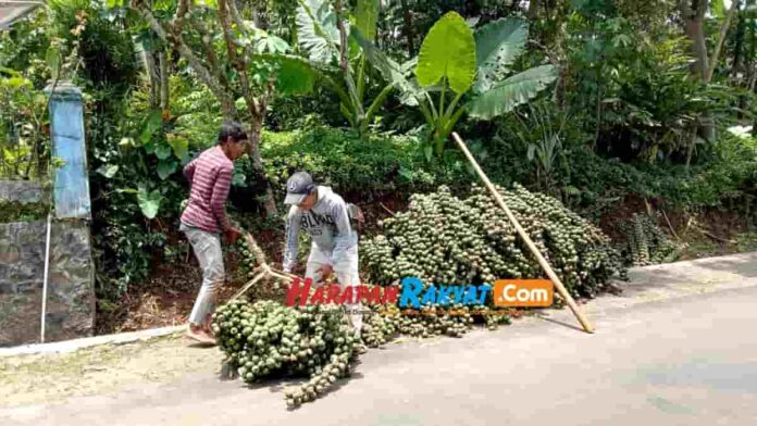 Pembuat Kolang-kaling di Cipaku