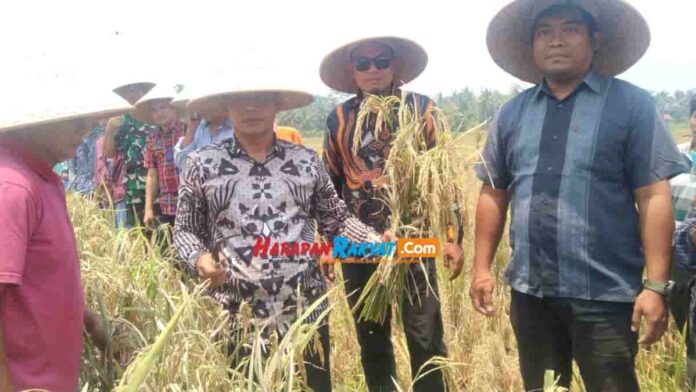 Panen Raya Padi Kamboja
