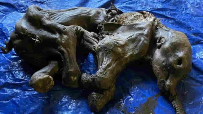 Penemuan Mumi Bayi Mammoth di Yukon, Usia 30.000 Tahun