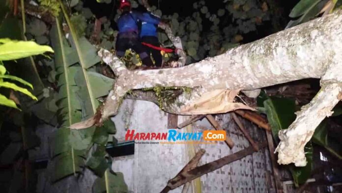 Pohon Waru Besar