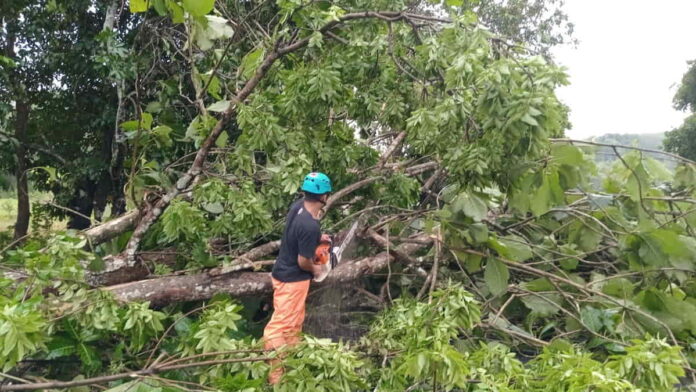 Pohon Tumbang Tutup Akses Jalan di Batulawang Kota Banjar