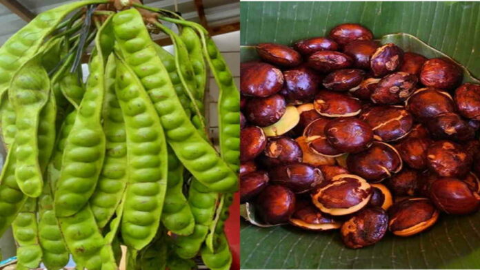 Produksi Jengkol dan Petai di Kabupaten Ciamis Melimpah, Distan Ciamis Cocok Dikembangkan