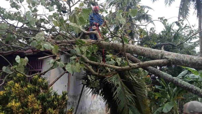 Rumah Rusak Tertimpa Pohon Tumbang di Pamarican Ciamis