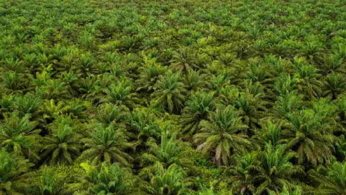 Saham Nusantara Sawit Sejahtera Resmi Terdaftar di BEI