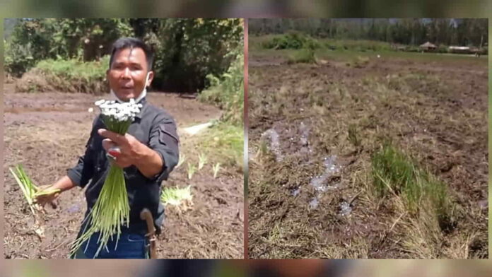 Viral Bunga Edelweis Rawa Ranca Upas