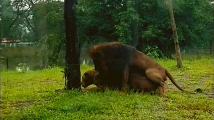 Viral Singa Kawin Depan Pengunjung Solo Safari