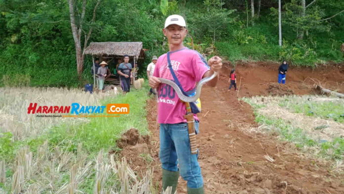 Warga Langkaplancar Pangandaran jago tangkap ular berbisa