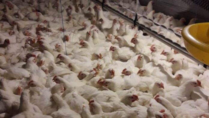 ayam