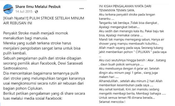 Hoaks daun ciplukan