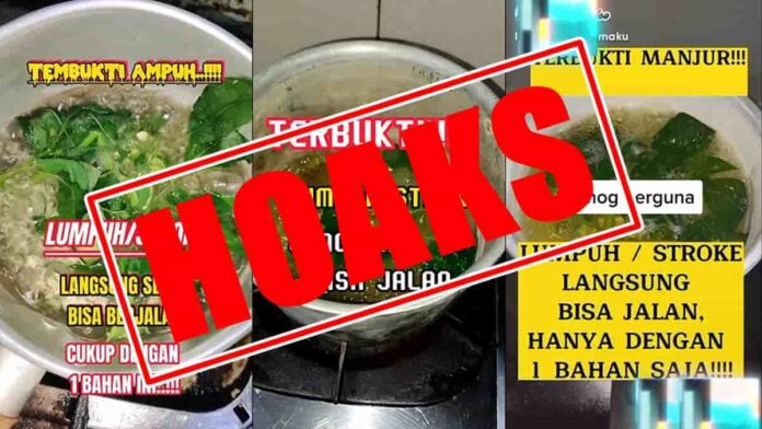 hoaks daun ciplukan