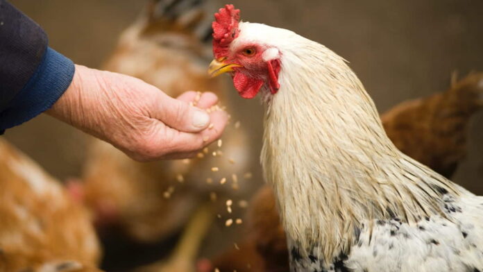 Arti Mimpi Dikasih Ayam oleh Orang yang Sudah Meninggal