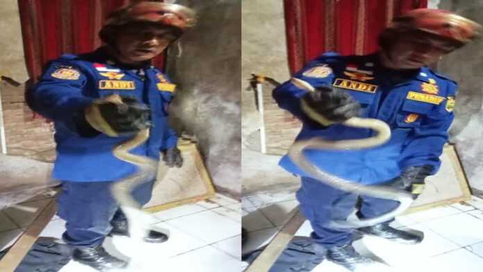 Damkar Ciamis Evakuasi Ular