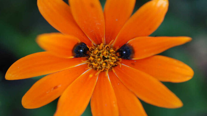 Fakta Beetle Daisy, Tumbuhan dengan Kemampuan Mimikri
