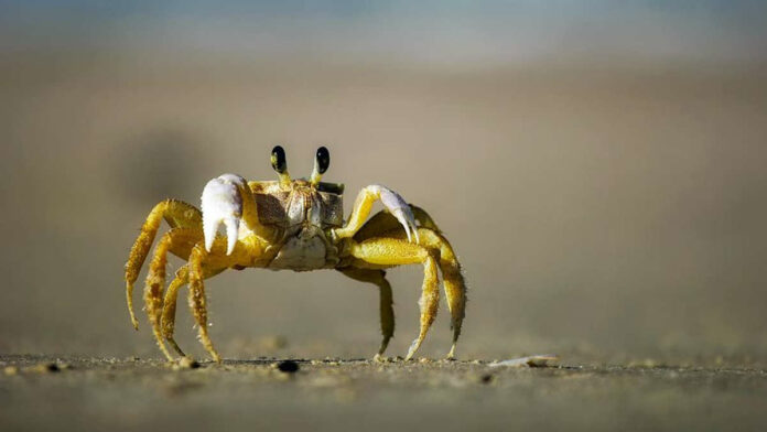 Fakta Unik Kepiting yang Masih Jarang Diketahui, Sangat Menarik