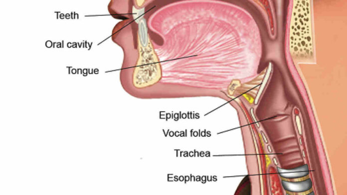 Fungsi Katup Epiglotis, Cara Kerja, dan Penyakit yang Mengancam