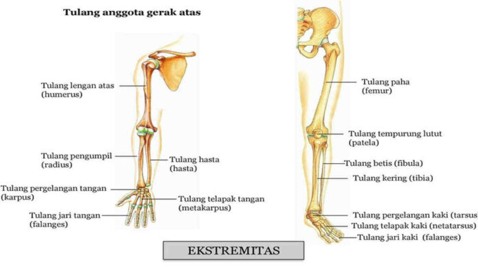 Fungsi Rangka Apendikular dengan Struktur Penyusunnya