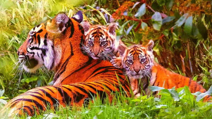Harimau Sumatera Lahir di Kebun Binatang Inggris