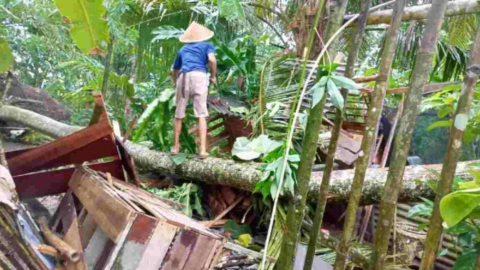 Angin kencang pohon tumbang