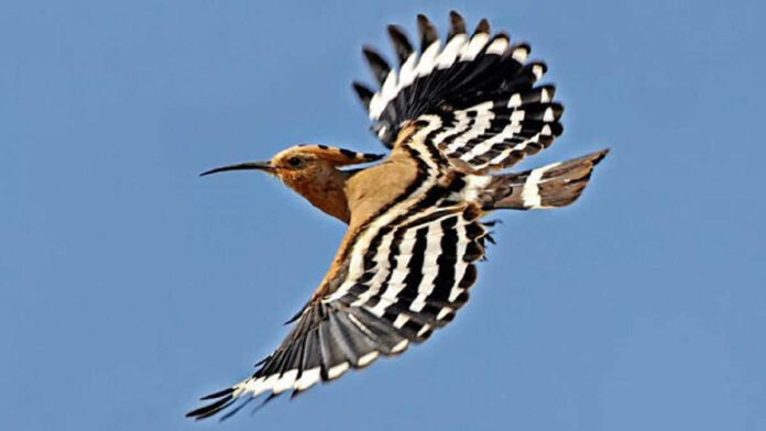 Kisah Burung Hud Hud, Pembawa Kabar Berita yang Benar