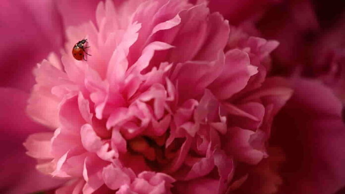 Manfaat Bunga Peony Bagi Kesehatan dan Kecantikan Kulit