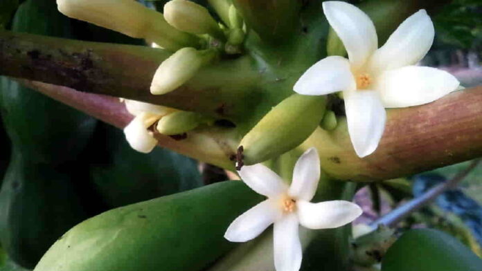 Manfaat Bunga Pepaya Bagi Kesehatan, Punya Antioksidan Tinggi