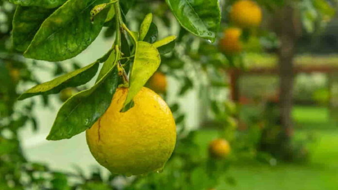 Manfaat Daun Jeruk untuk Kesehatan, Sumber Vitamin C