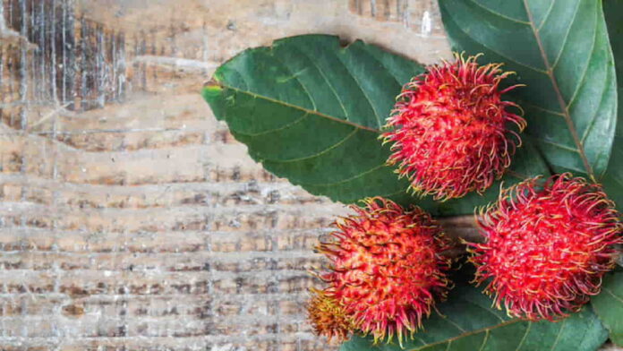 Manfaat Daun Rambutan, Sehatkan Rambut hingga Cegah DBD