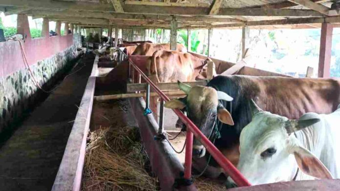 Peternak Sapi di Panawangan