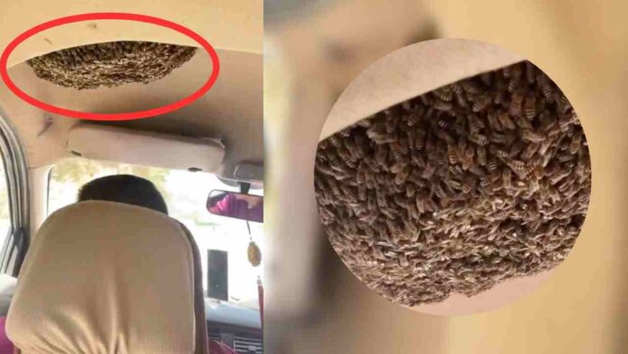 Lebah Bersarang Dalam Plafon Mobil