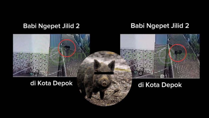 Babi ngepet